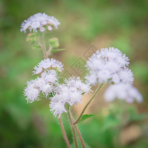 越南北部农村地区的选择焦点开花藿香花淡紫色和白色框架的美丽花在越南语中图片