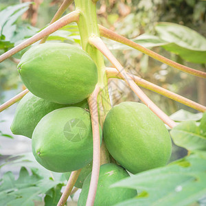 北越花园树枝上的一帮近身的绿木瓜有机木瓜或爪锯热带水果图片