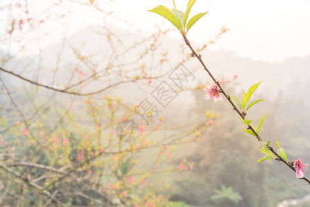 北越农村山背景下自然开花的桃花枝这是越南农历图片