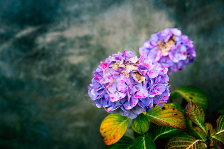 紫色Hydranga花在图片