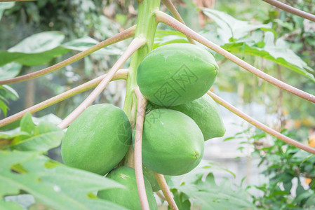 在北越花园的树枝上种植一连串绿色木瓜图片