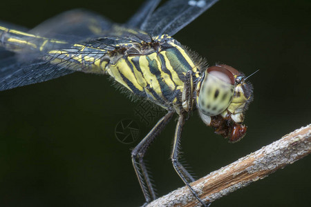蜻蜓咀嚼食物的特写镜头高清图片