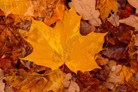 秋天背景与黄红秋叶落图片