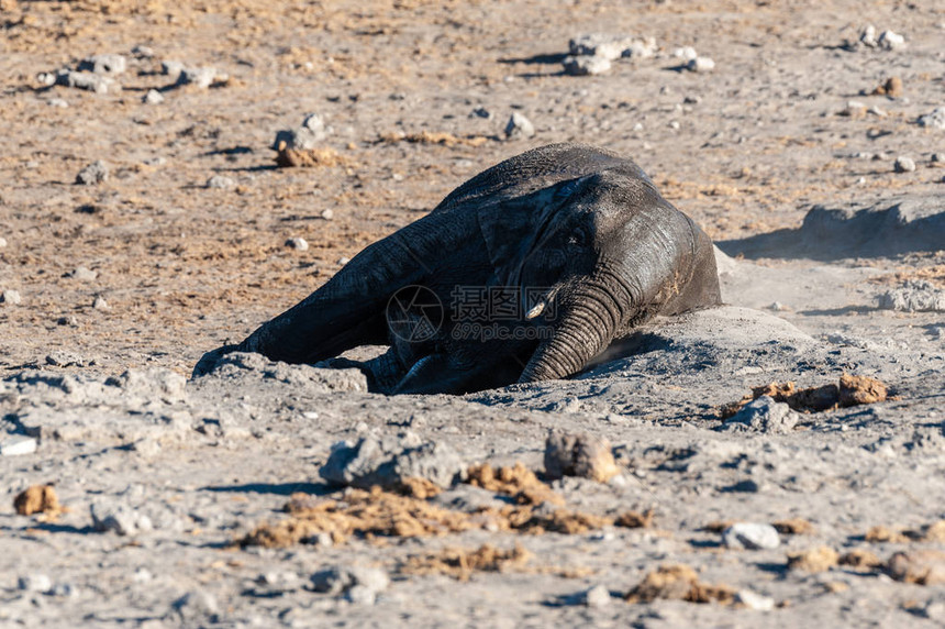 一名非洲大象LoxodontaAfricaa洗完澡后在纳米比亚Etosha公图片