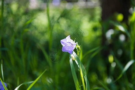 绿色模糊的背景上的紫色花夏天的花朵春天来图片