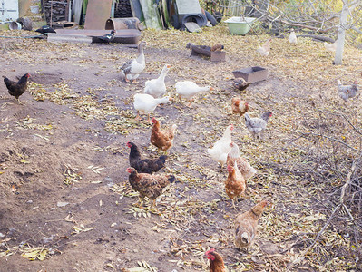 养鸡和鹅的农庄生态肉可爱的农场图片