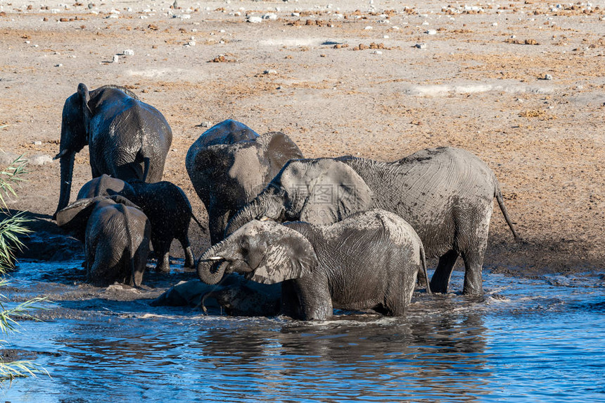 在纳米比亚Etosha公园的一个水坑里洗澡的非洲大象群LoxodontaA图片