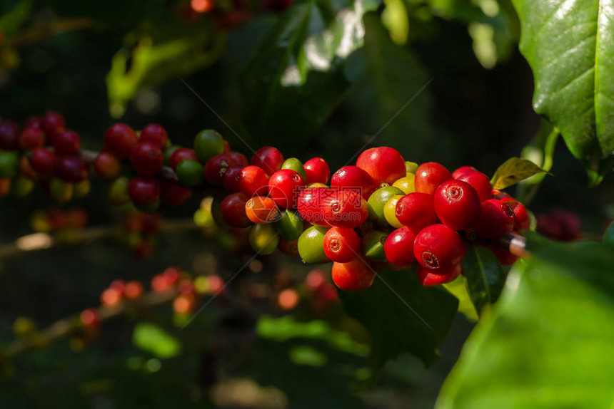 农场中新鲜红咖啡豆有机豆图片