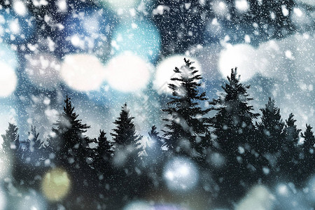 松树和雪落的冬季和圣诞节背景设计图片