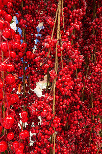冬天雪中冰冻的红莓新年和图片