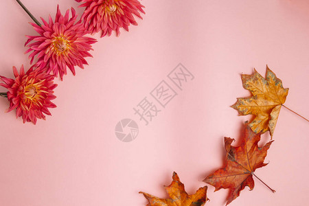 粉红背景的粉红色花朵女健康概念温柔关爱和善良的提法图片