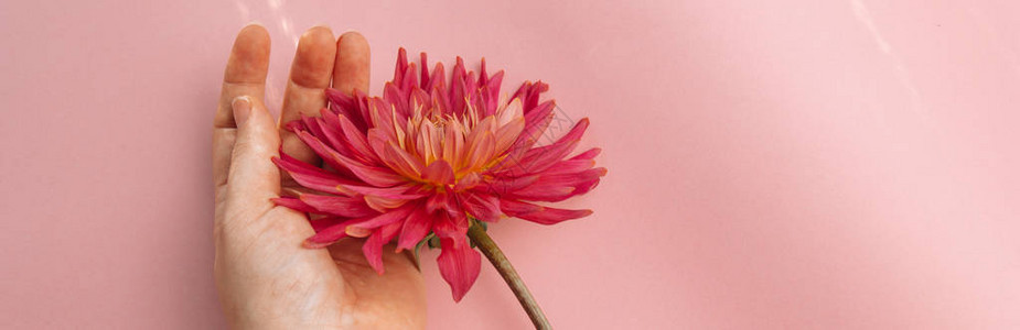 粉红背景的粉红色花朵女健康概念体贴关爱图片