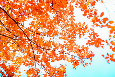 五颜六色的红色橙色秋叶秋天的背景图片红图片