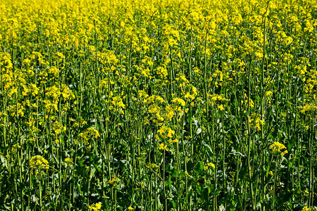 黄色开花的油菜籽领域图片
