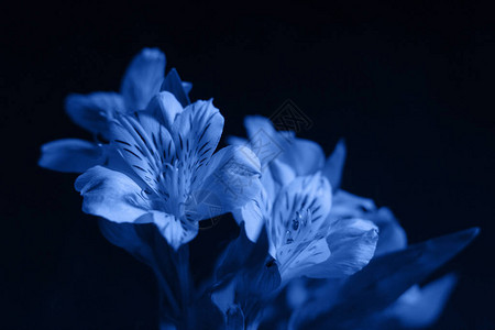 野花和叶子背景低关键暗黑照片经典图片