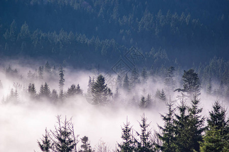秋天雾笼罩着山中的森林图片