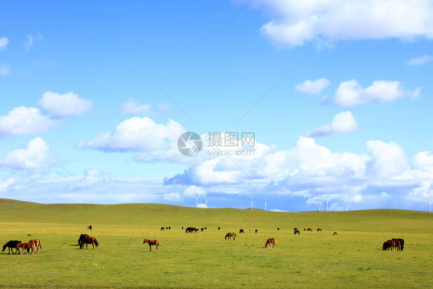 草地蓝天空和白云中的马图片