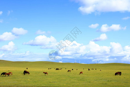 草地蓝天空和白云中的马图片