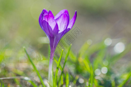 春天阳光下孤独的紫色番红花图片