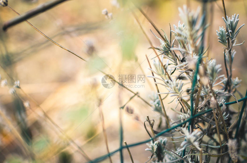 在寒冷天气和雪前的最后几天图片