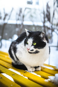 第一次在雪中散步图片