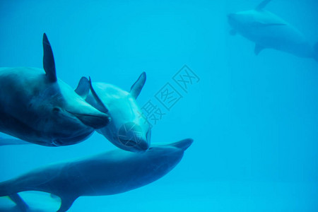 一群可爱的海豚在水族馆游泳和玩耍图片