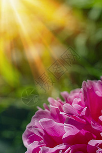 阳光下鲜亮盛开的牡丹花背景图片