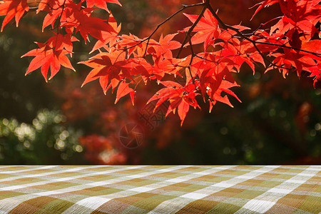 秋天的野餐桌和枫树花园秋天枫叶全红与温暖的秋天太阳图片