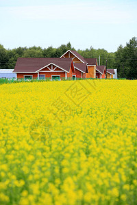 油菜花和木屋图片