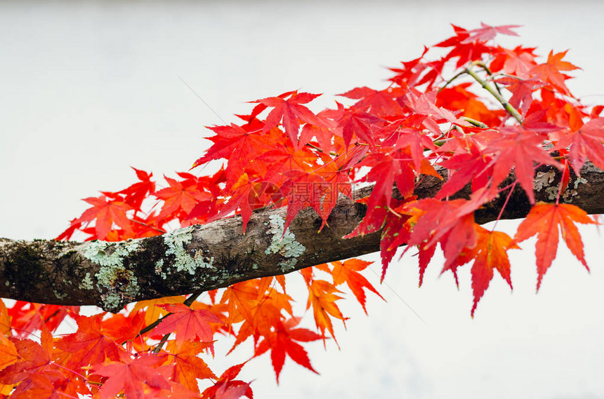 日本秋天白色背景的焦点和模糊多彩的红叶树图片