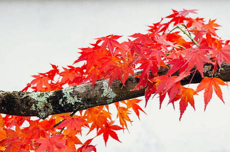 日本秋天白色背景的焦点和模糊多彩的红叶树图片