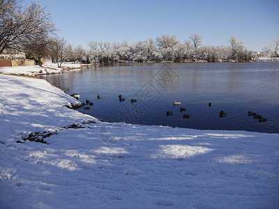 下雪天鸭子站在池塘边游泳图片