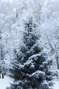 森林里覆盖着白雪的绿色云杉图片