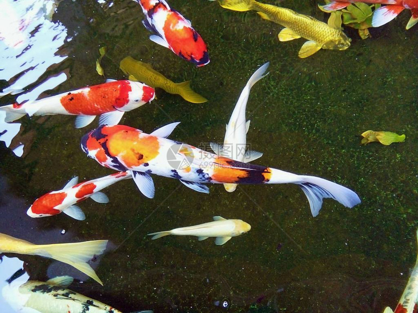 美丽的豪华的鱼正在池塘中快乐游泳图片