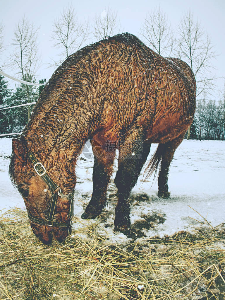 棕马长冬的冬马风吹在寒冬雪图片