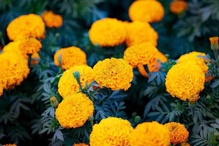 花园背景中盛开的美丽夏日黄花图片