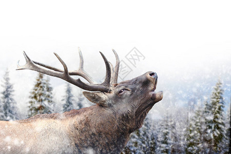 在冬天背景的雪中的鹿新年贺卡图片