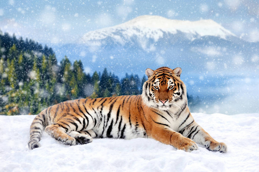 冬天下雪时老虎身在雪图片