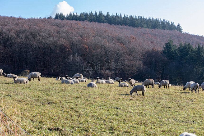 德国的羊群陶努斯图片