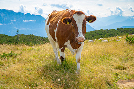 在奥地利阿尔卑斯山自由放牧牛图片