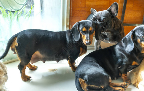 Dachshund狗在家养的宠物中图片