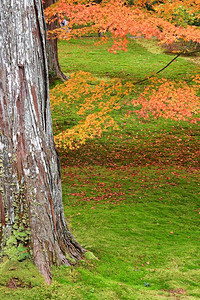 花园里日本枫叶的秋色日本京都图片