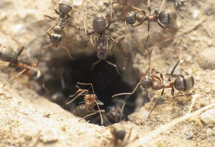 巢穴中的蚂蚁图片