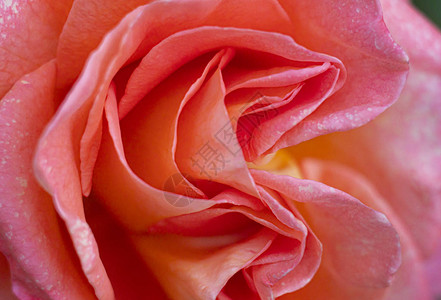 花园里的红玫瑰宏图片