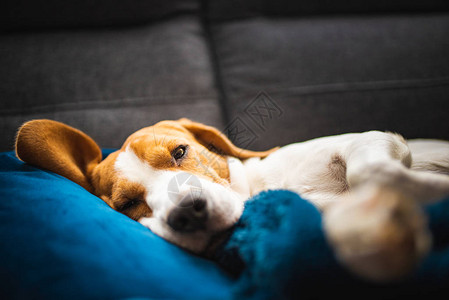 睡在沙发上的比格犬懒惰的一天在沙发上狗的背景图片