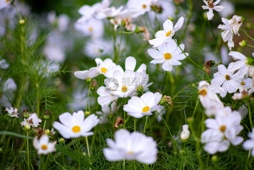 大自然中的白花照片图片