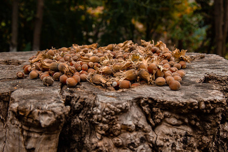 一束新鲜成熟的榛子在老树桩上浅景深食物蛋白质花生酱广告图图片