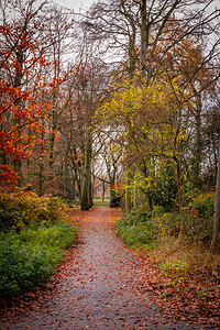 秋季公园美丽颜色的肖像季节图片
