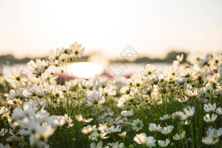 夕阳下美丽的白花图片