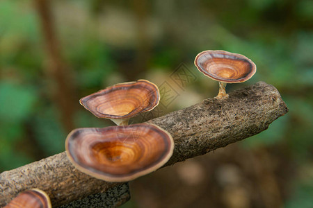 棕色蘑菇MicroporusxanthopusFr树枝上的昆策图片